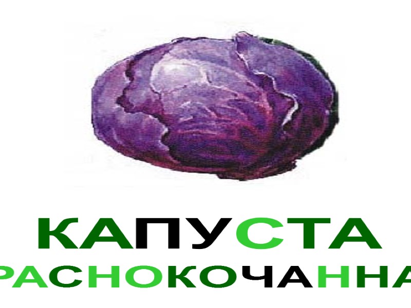 КАПУСТА КРАСНОКОЧАННАЯ